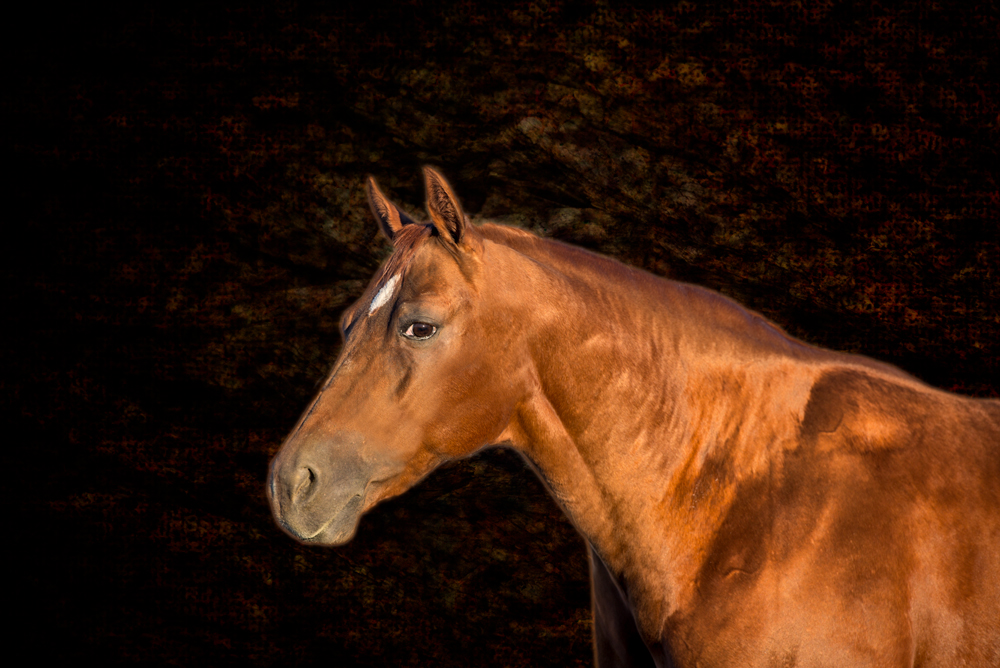 horse-head-retouched