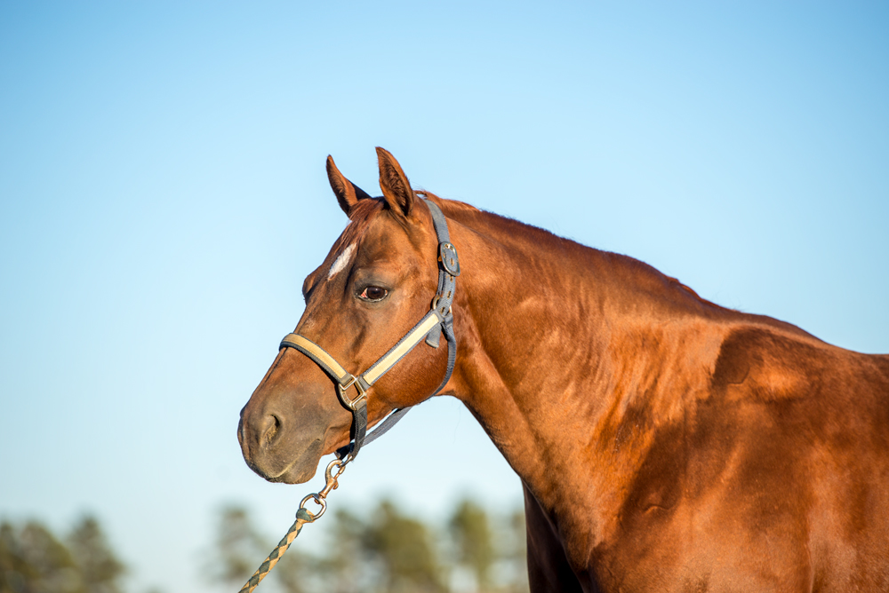 horse-head