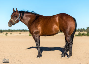 horse-photography-colorado