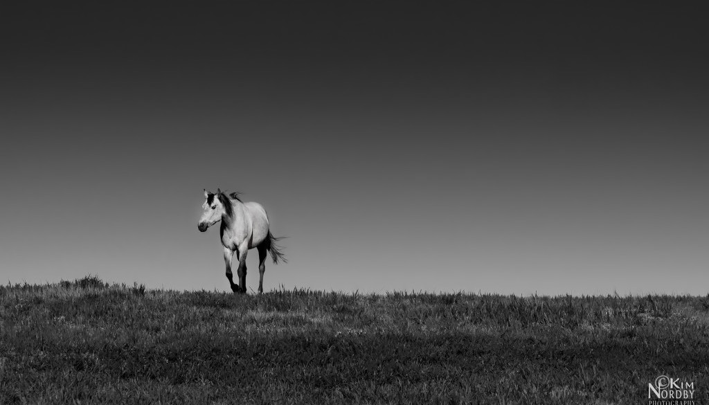 horse-outstanding-in-field