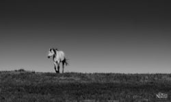 horse-outstanding-in-field