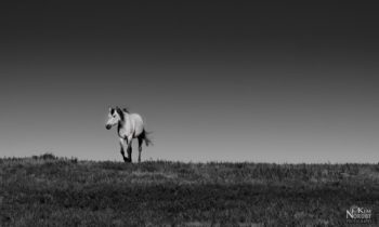 horse-outstanding-in-field