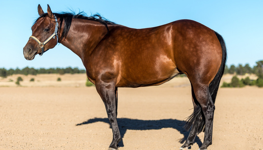 horse-photography-colorado